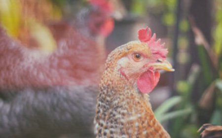 How Croatian communities are taking on planned poultry slaughterhouses