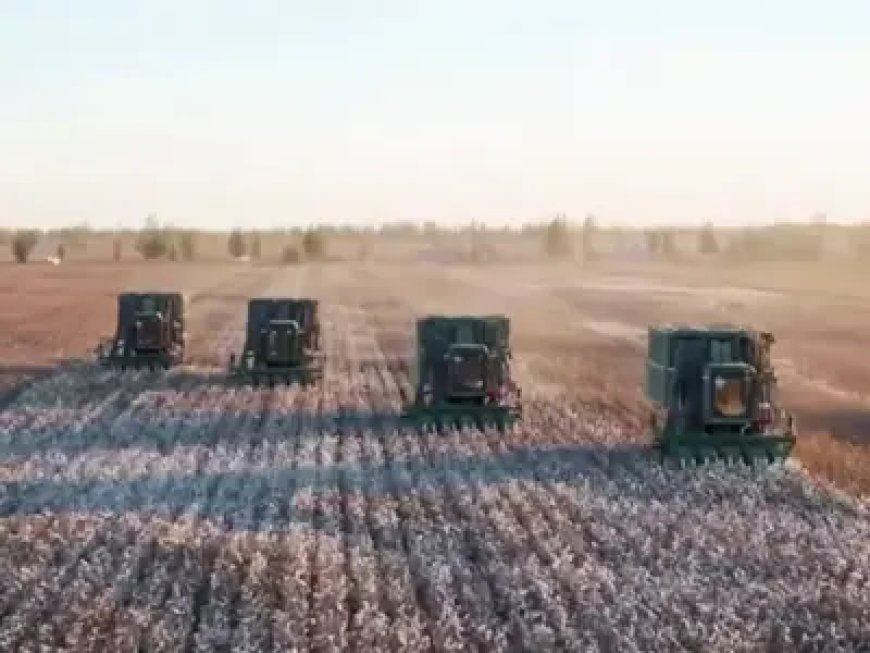 China’s new cotton law deepens control over Uyghur farmers’ land and labor