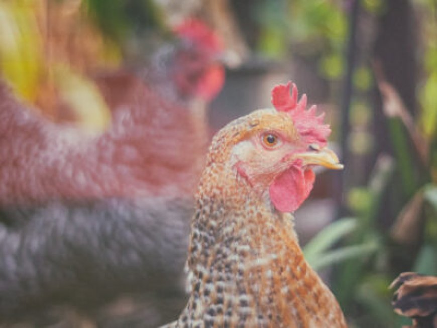 How Croatian communities are taking on planned poultry slaughterhouses