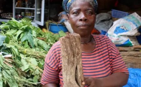 Indigenous plants offer Ghanaians an alternative to costly Western medicine