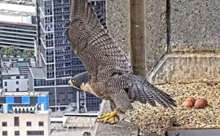‘Nest-flix’ peregrine falcons become streaming stars of the 34th floor in Australia
