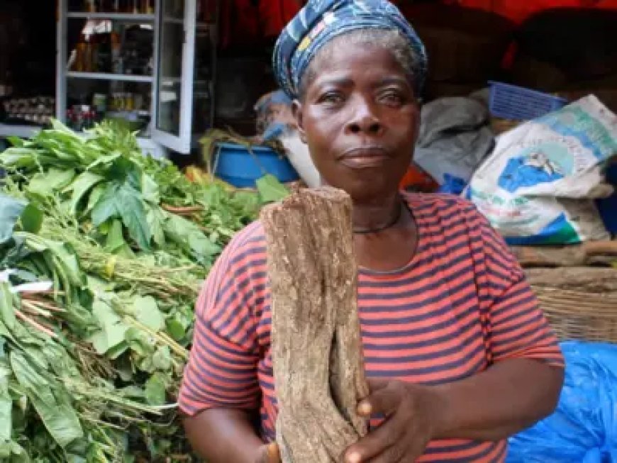 Indigenous plants offer Ghanaians an alternative to costly Western medicine