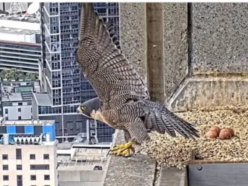 ‘Nest-flix’ peregrine falcons become streaming stars of the 34th floor in Australia