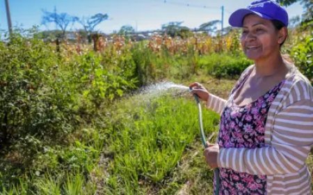 In Brazil’s capital, residents grow their own heat-fighting solutions